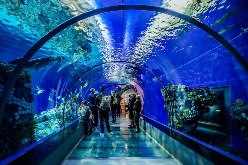 Aquarium du Bugue : immersion au cœur de la biodiversité marine