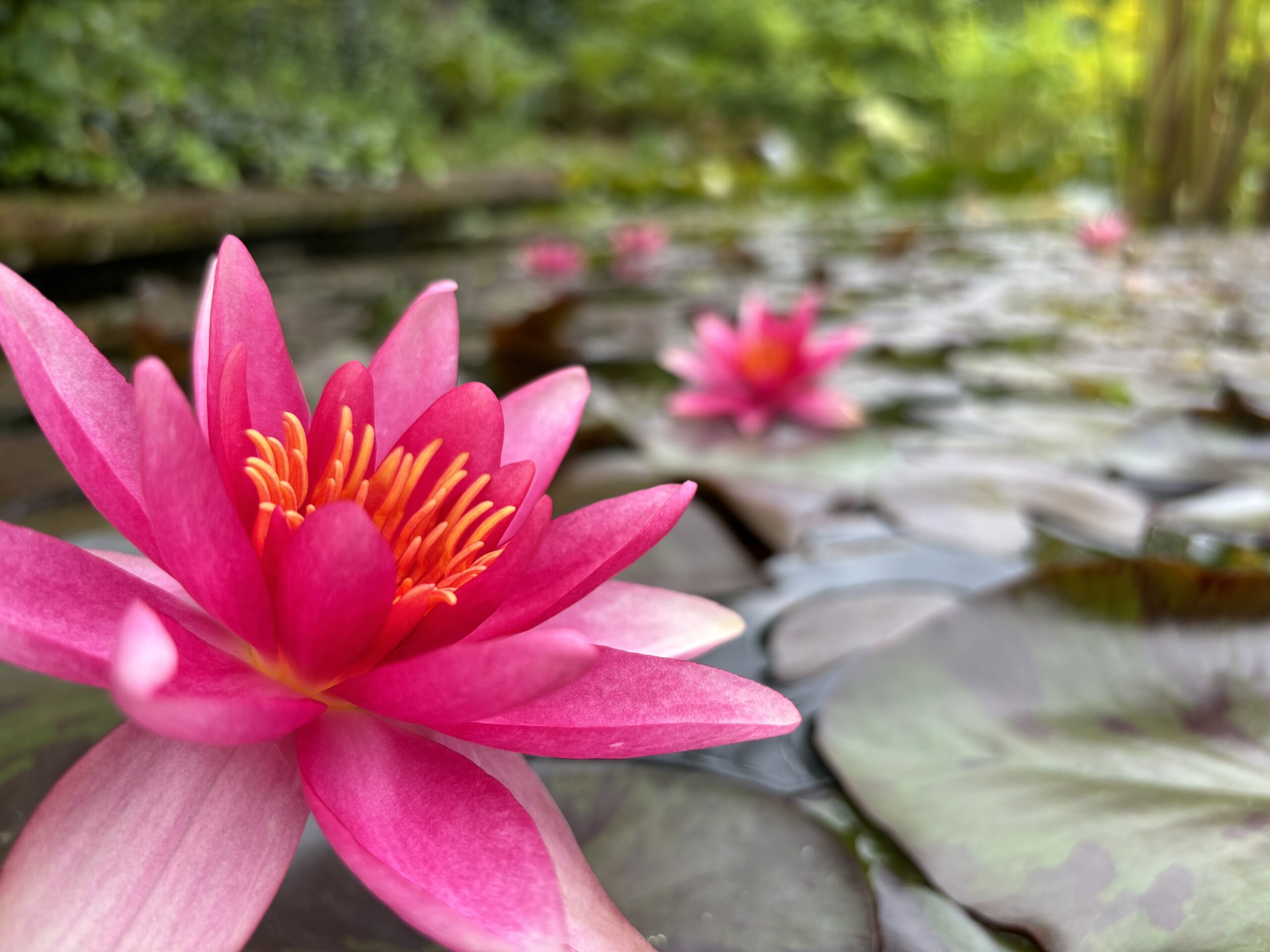 fleur jardin d'eau