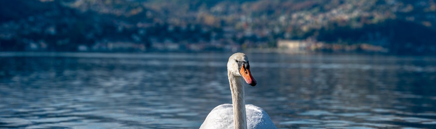 Cygne sur le lac du Causse en Corrèze